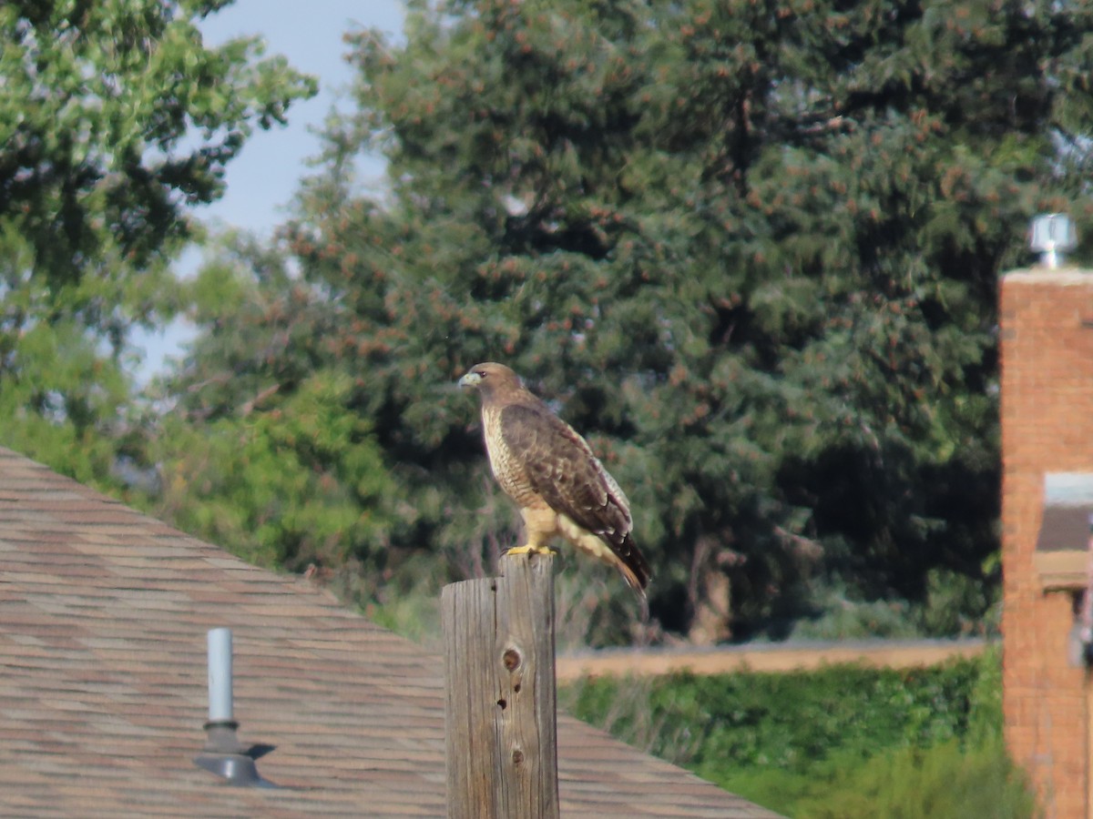 Red-tailed Hawk - ML609543951