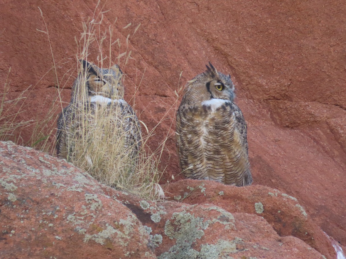 Great Horned Owl - ML609543965