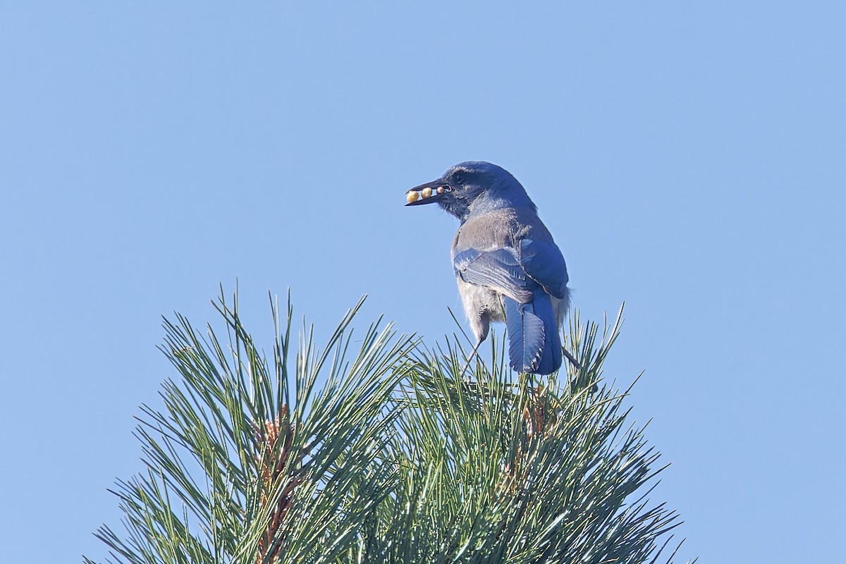 Woodhouse's Scrub-Jay (Woodhouse's) - Bob Walker