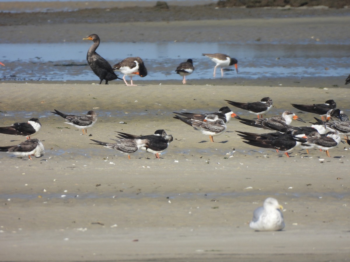 Black Skimmer - Jennifer Wilson-Pines