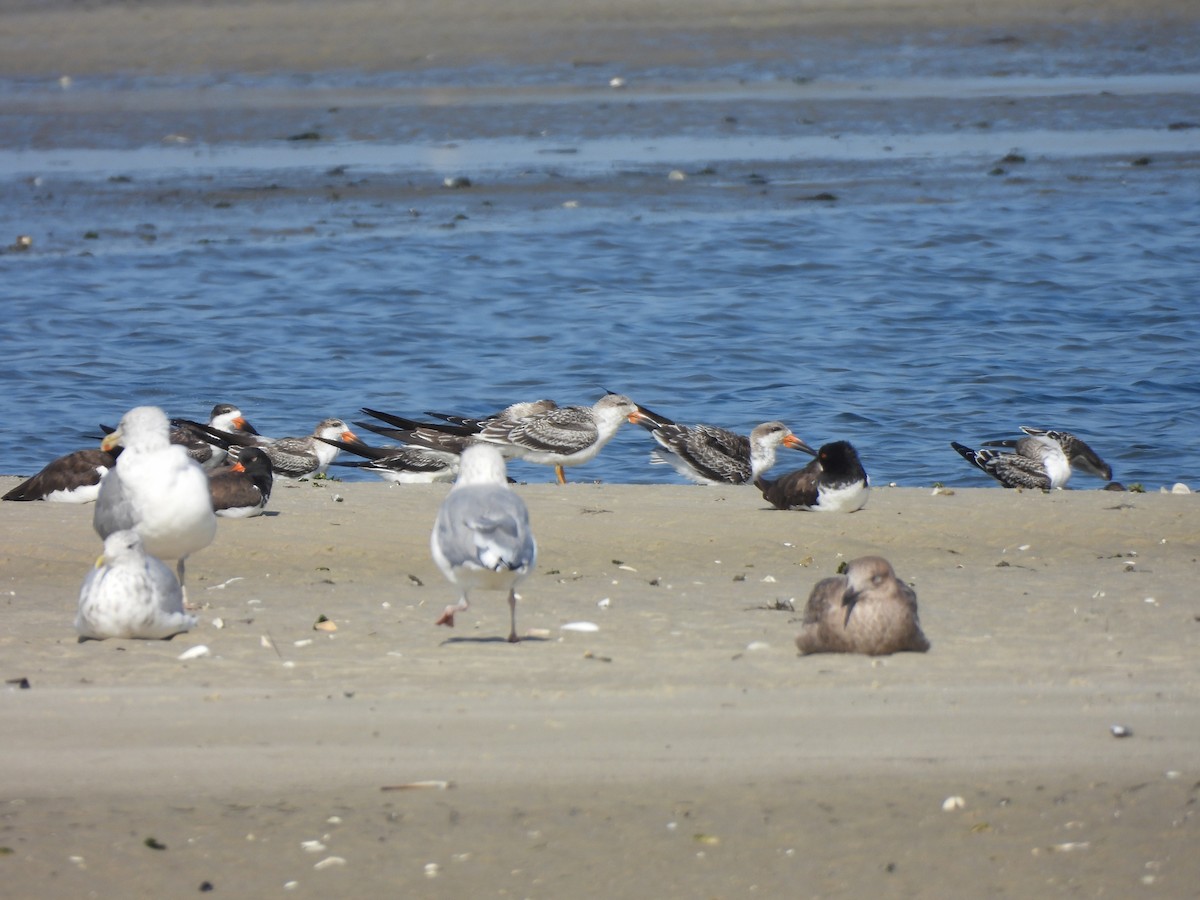 Black Skimmer - ML609544069