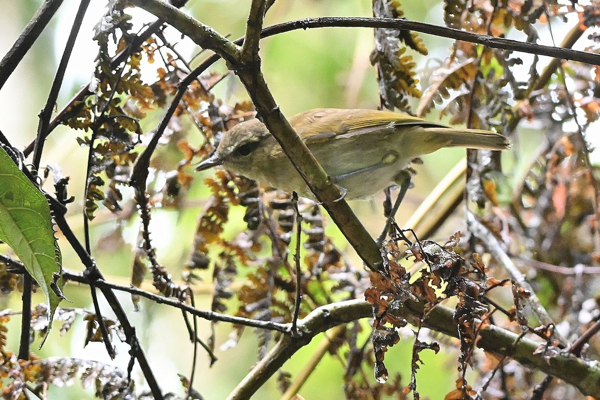 Sulawesi Leaf Warbler - ML609544154