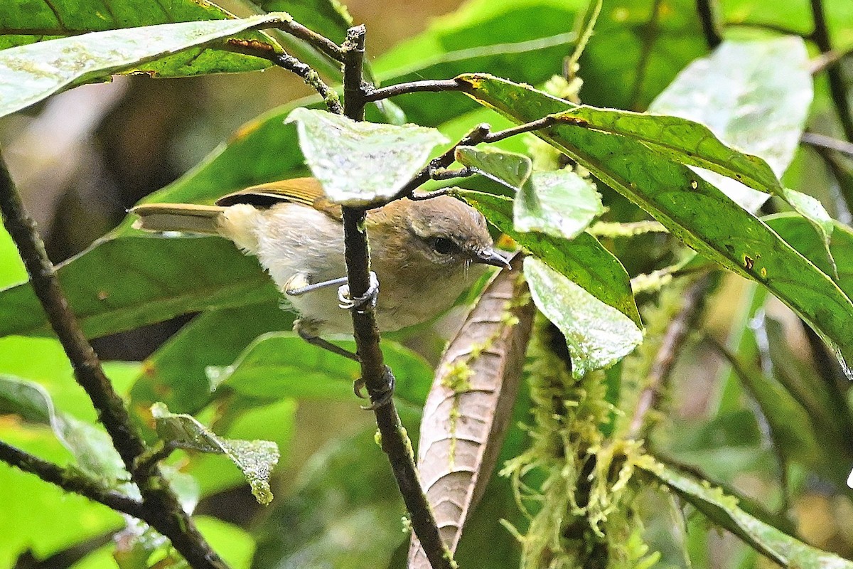 Sulawesi Leaf Warbler - Alvaro Rodríguez Pomares