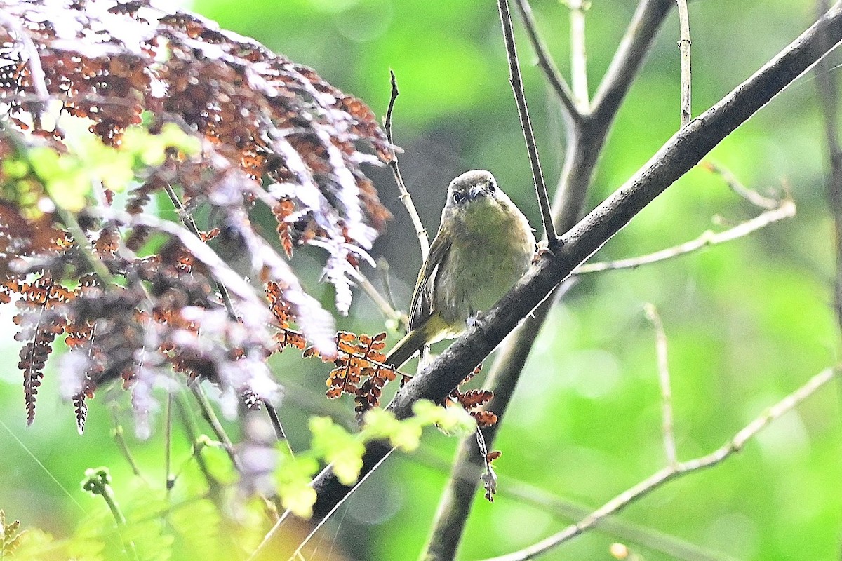 Sulawesi Leaf Warbler - Alvaro Rodríguez Pomares