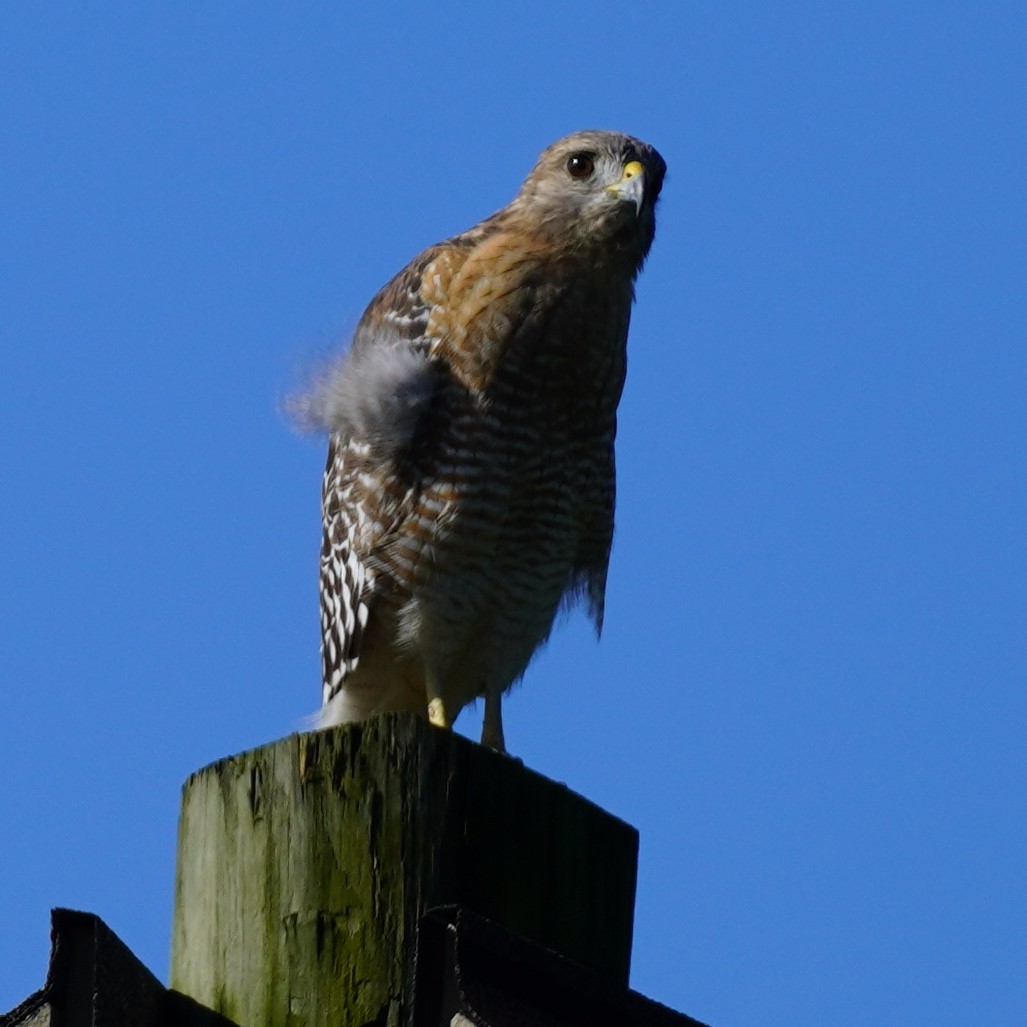 Red-shouldered Hawk - ML609544309