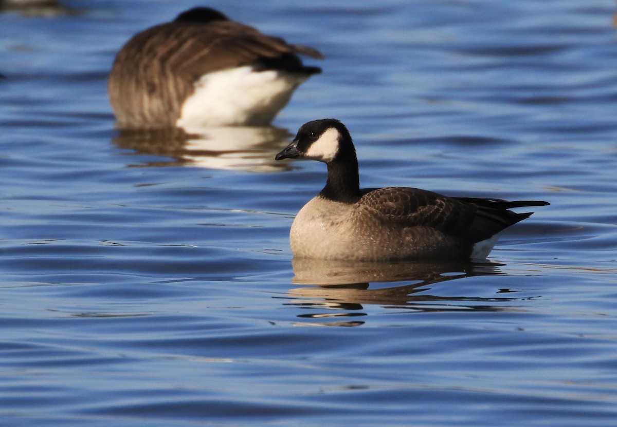 Cackling Goose (Richardson's) - ML609544394