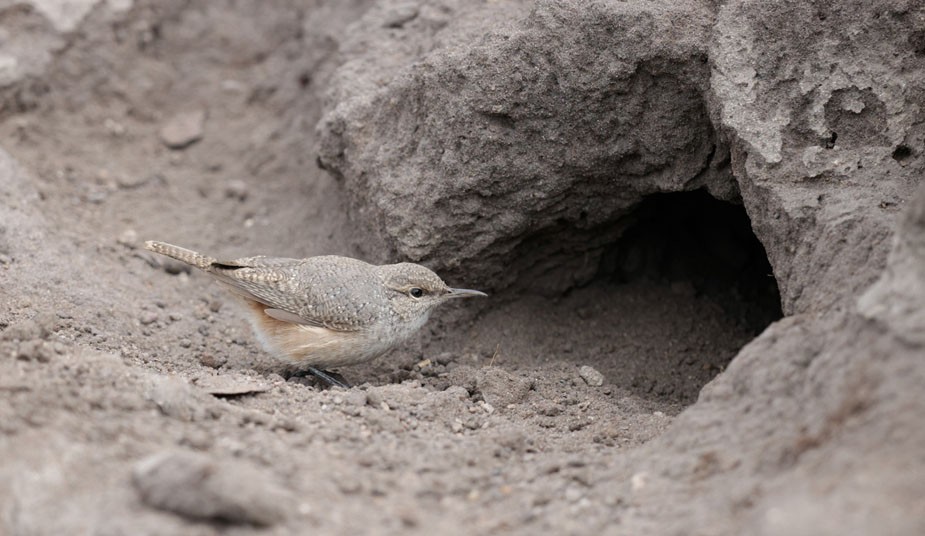 Rock Wren - ML609544528