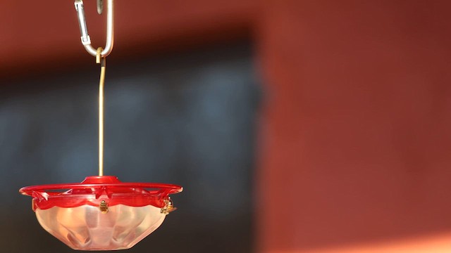 Calliope Hummingbird - ML609544543