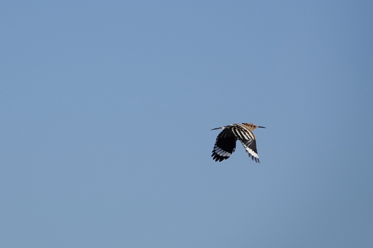 Eurasian Hoopoe - haydn patterson