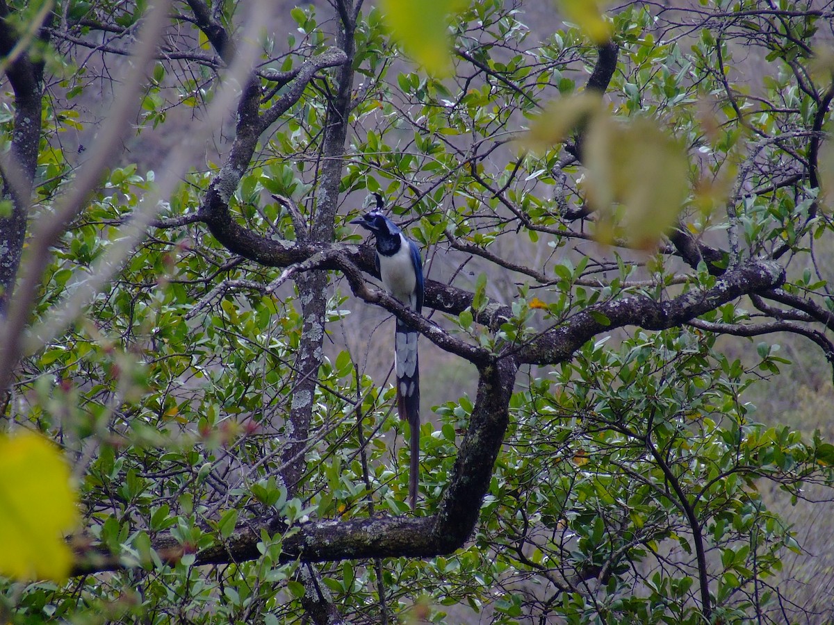 Black-throated Magpie-Jay - Simon Valdez-Juarez