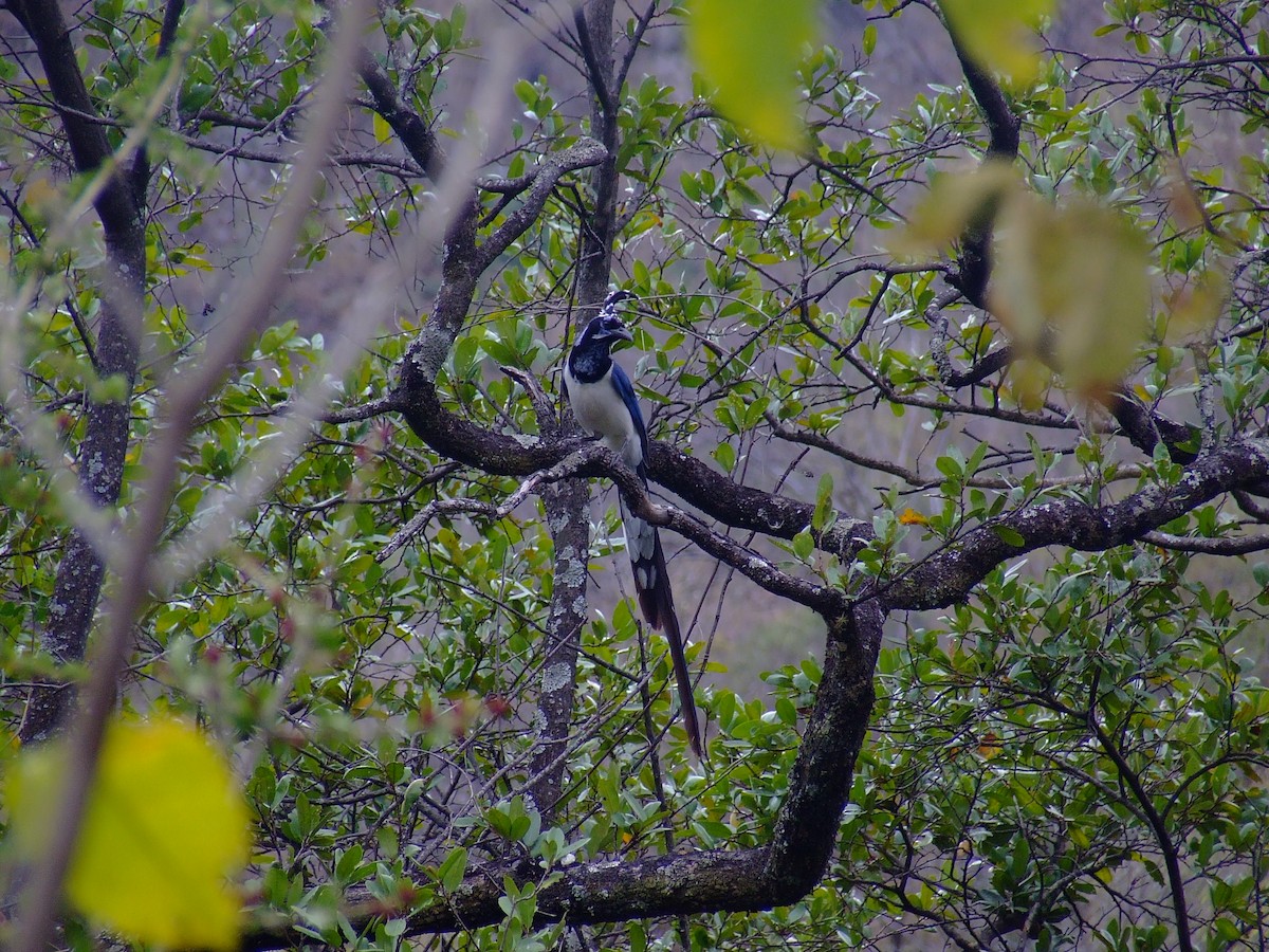 Black-throated Magpie-Jay - Simon Valdez-Juarez