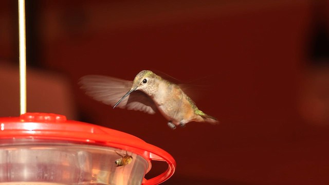 Broad-tailed Hummingbird - ML609544773