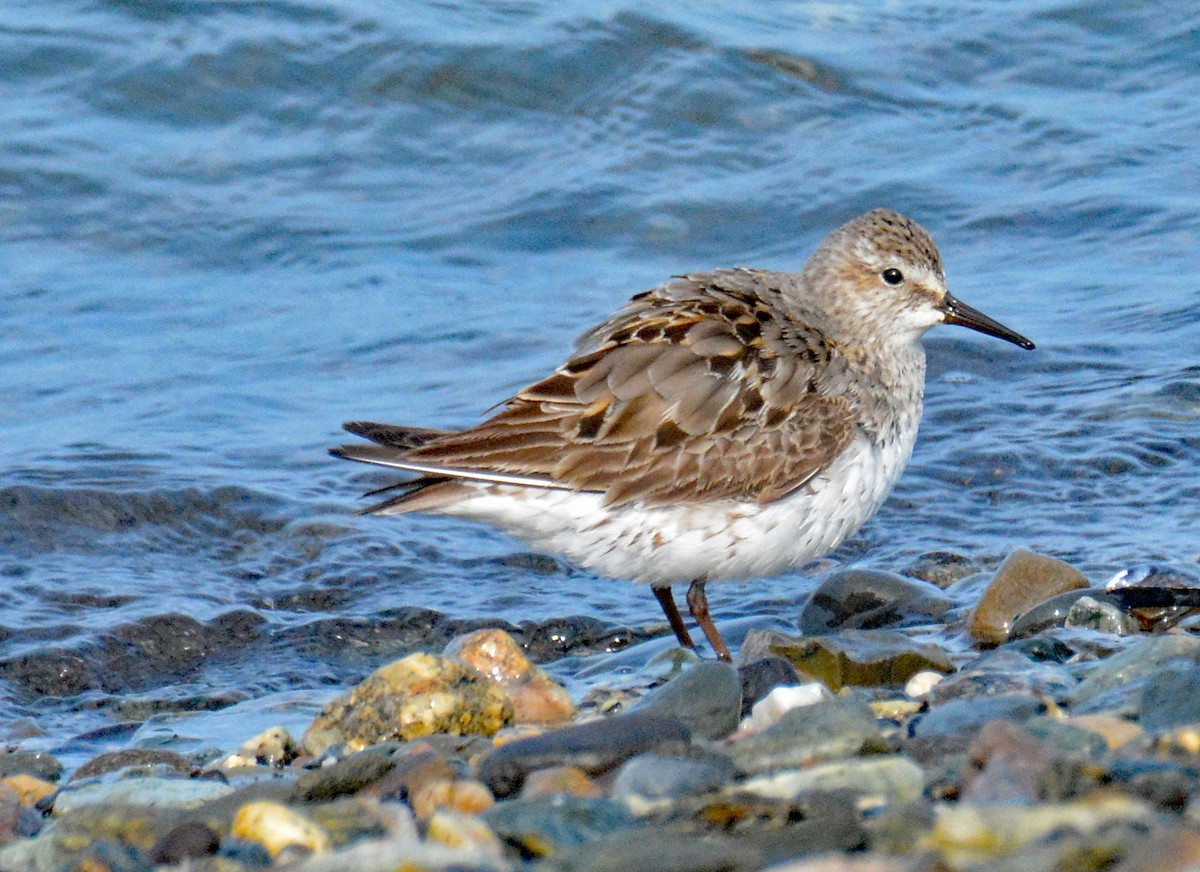 White-rumped Sandpiper - Michael J Good