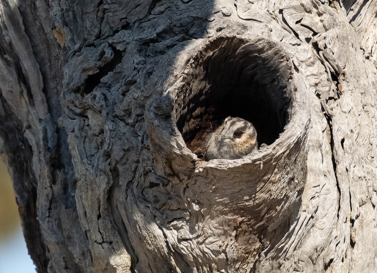 Australian Owlet-nightjar - ML609544938