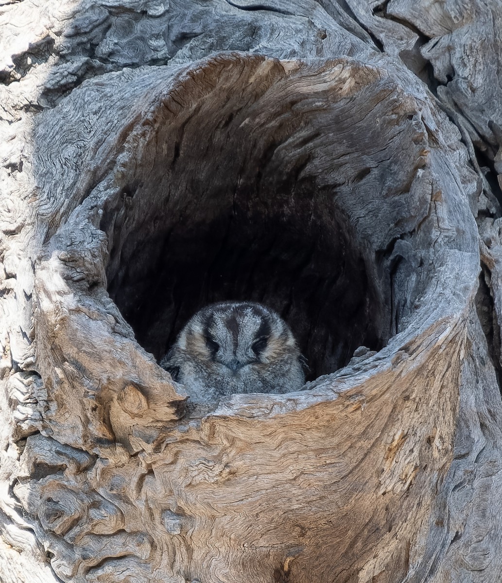 Australian Owlet-nightjar - Simon Colenutt
