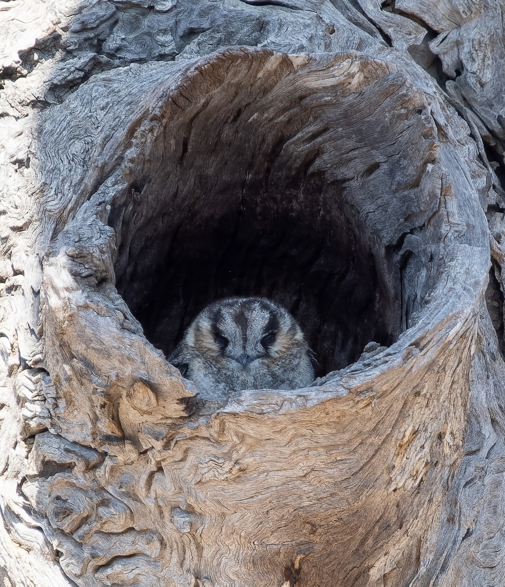 Australian Owlet-nightjar - ML609544942