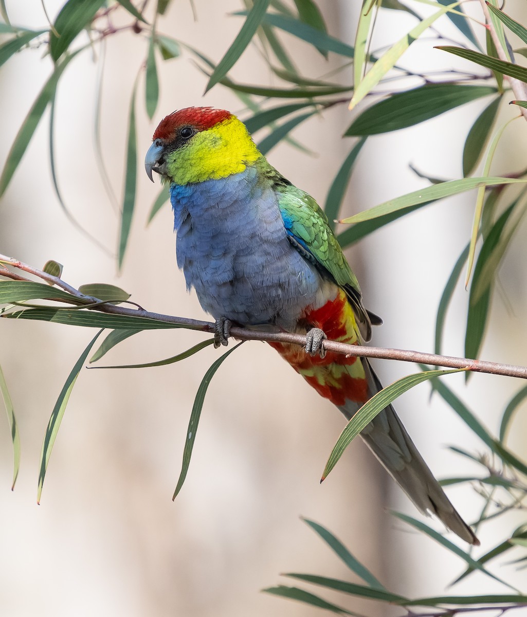 Red-capped Parrot - ML609544974