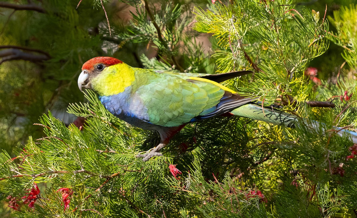 Red-capped Parrot - ML609544975