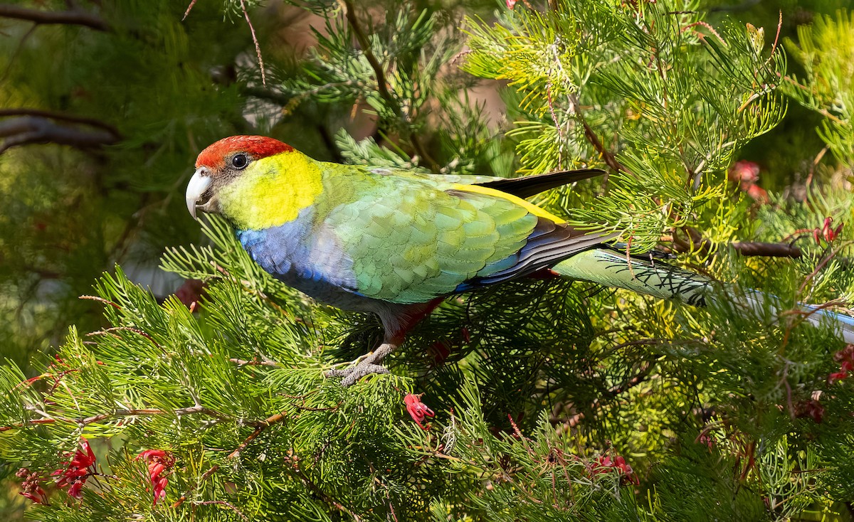 Perico Capelo - ML609544975