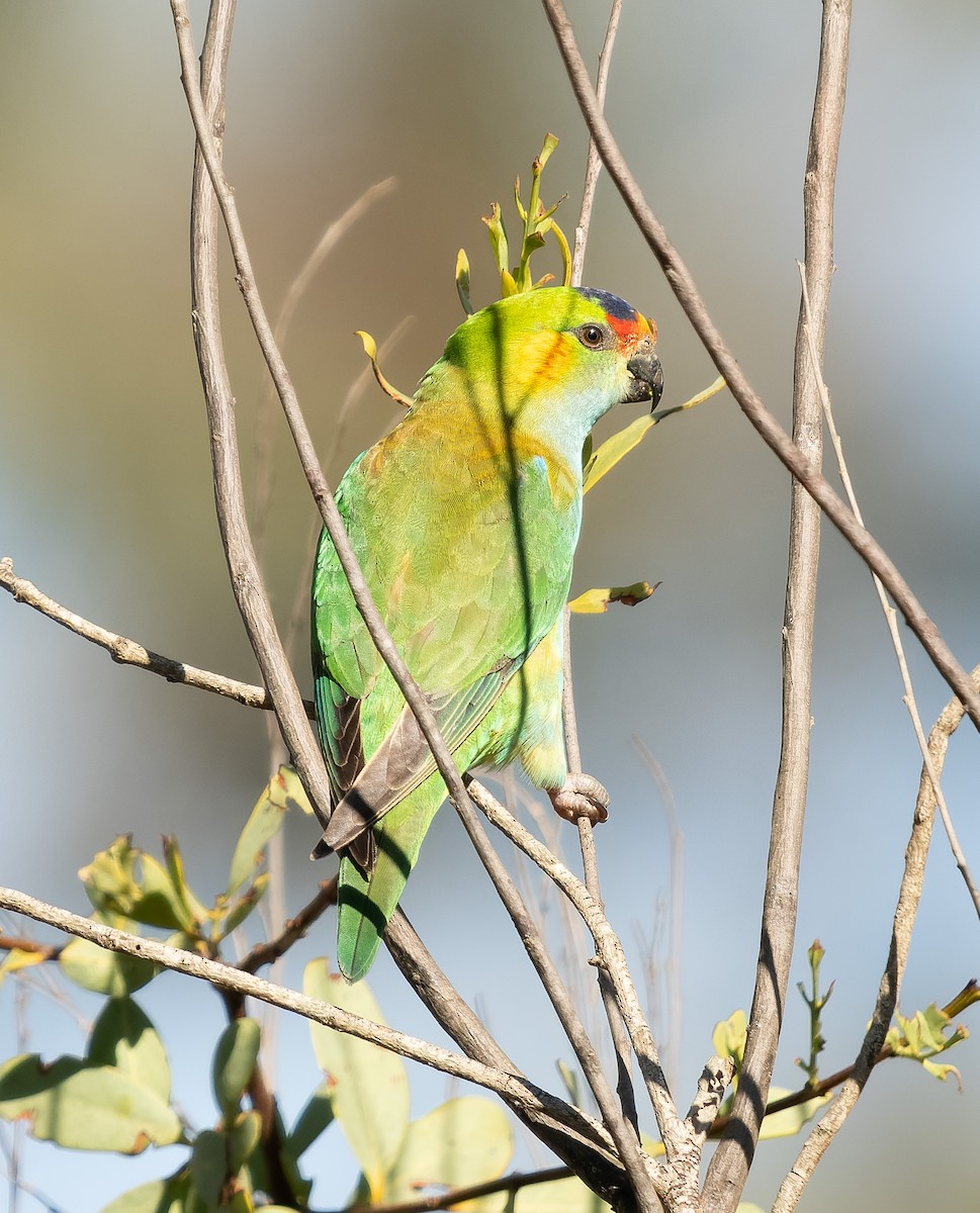 Purple-crowned Lorikeet - ML609544984