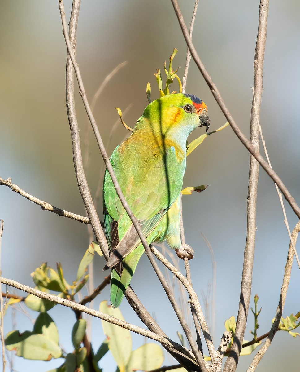 Purple-crowned Lorikeet - ML609544985