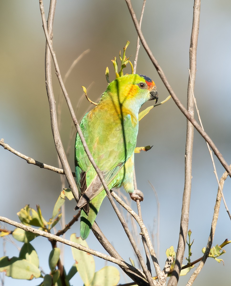 ムラサキガシラジャコウインコ - ML609544987