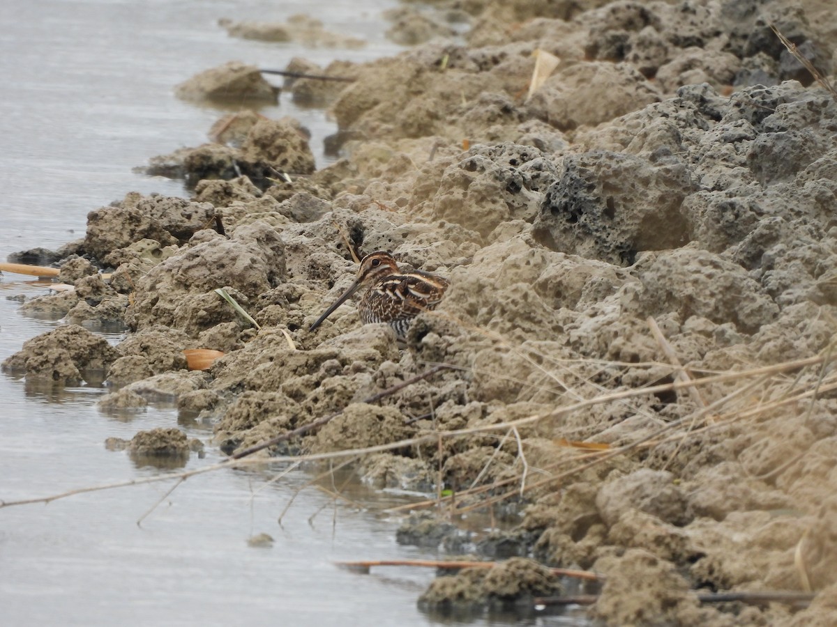 Wilson's Snipe - ML609545040