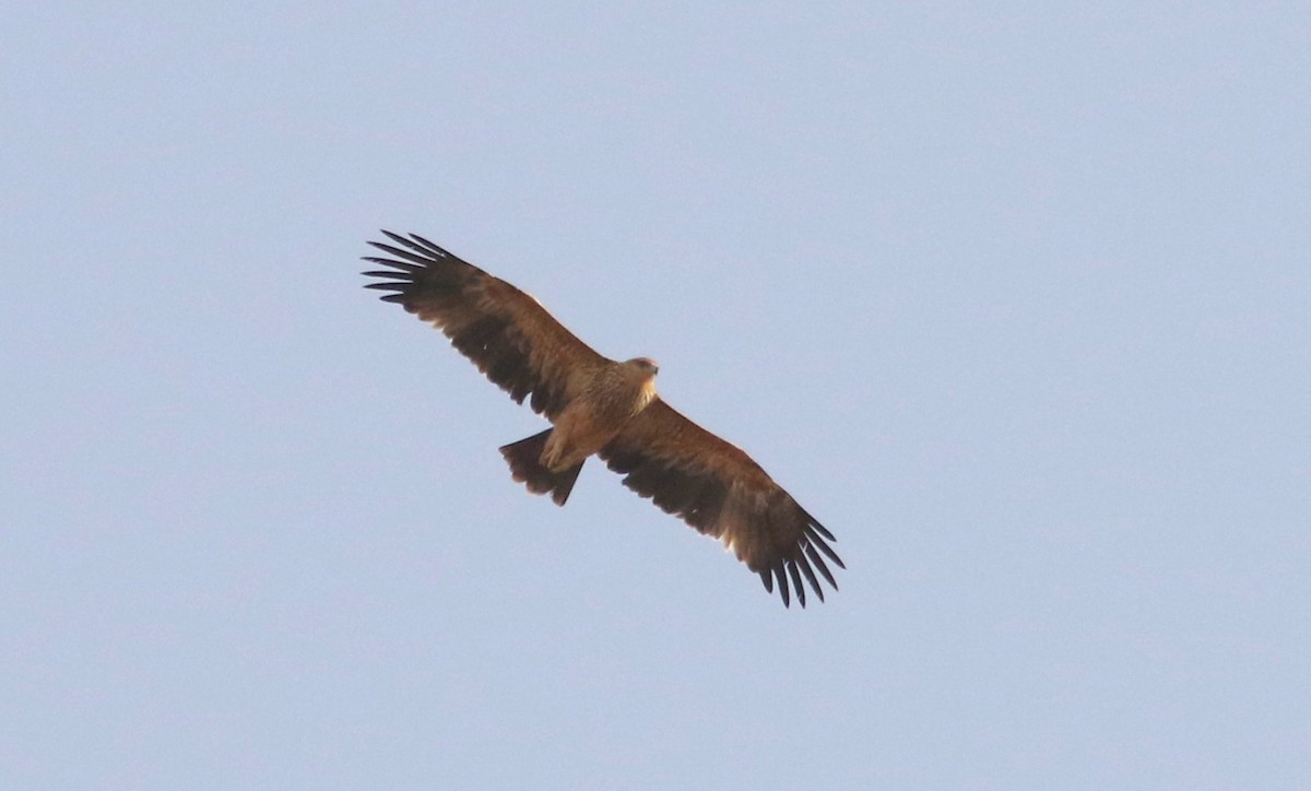 Águila Imperial Oriental - ML609545136