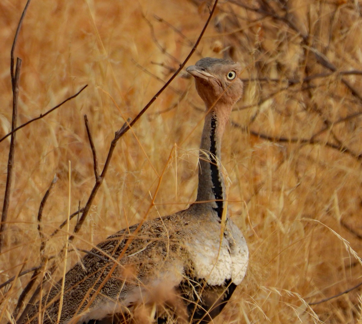 Buff-crested Bustard - ML609545139