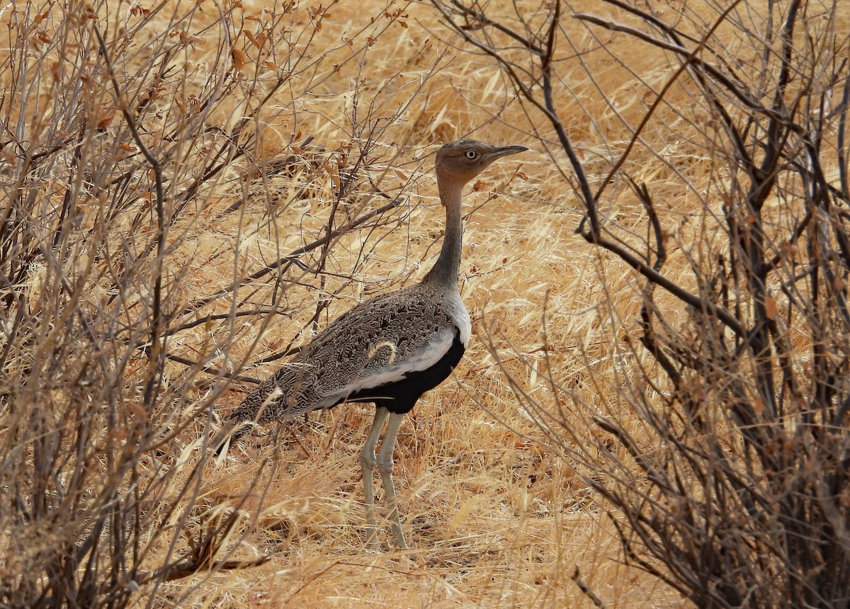 Buff-crested Bustard - ML609545140