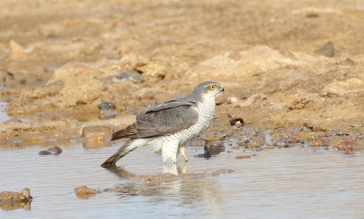 Eurasian Sparrowhawk - Mark Baker