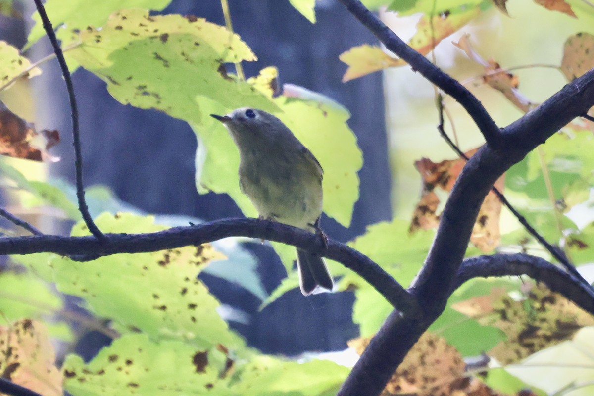 Ruby-crowned Kinglet - ML609545176