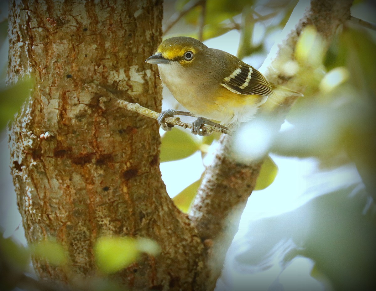 Ak Gözlü Vireo - ML609545239