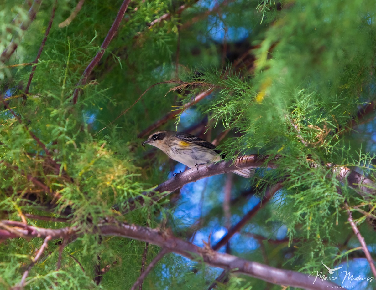 Yellow-rumped Warbler - ML609545240
