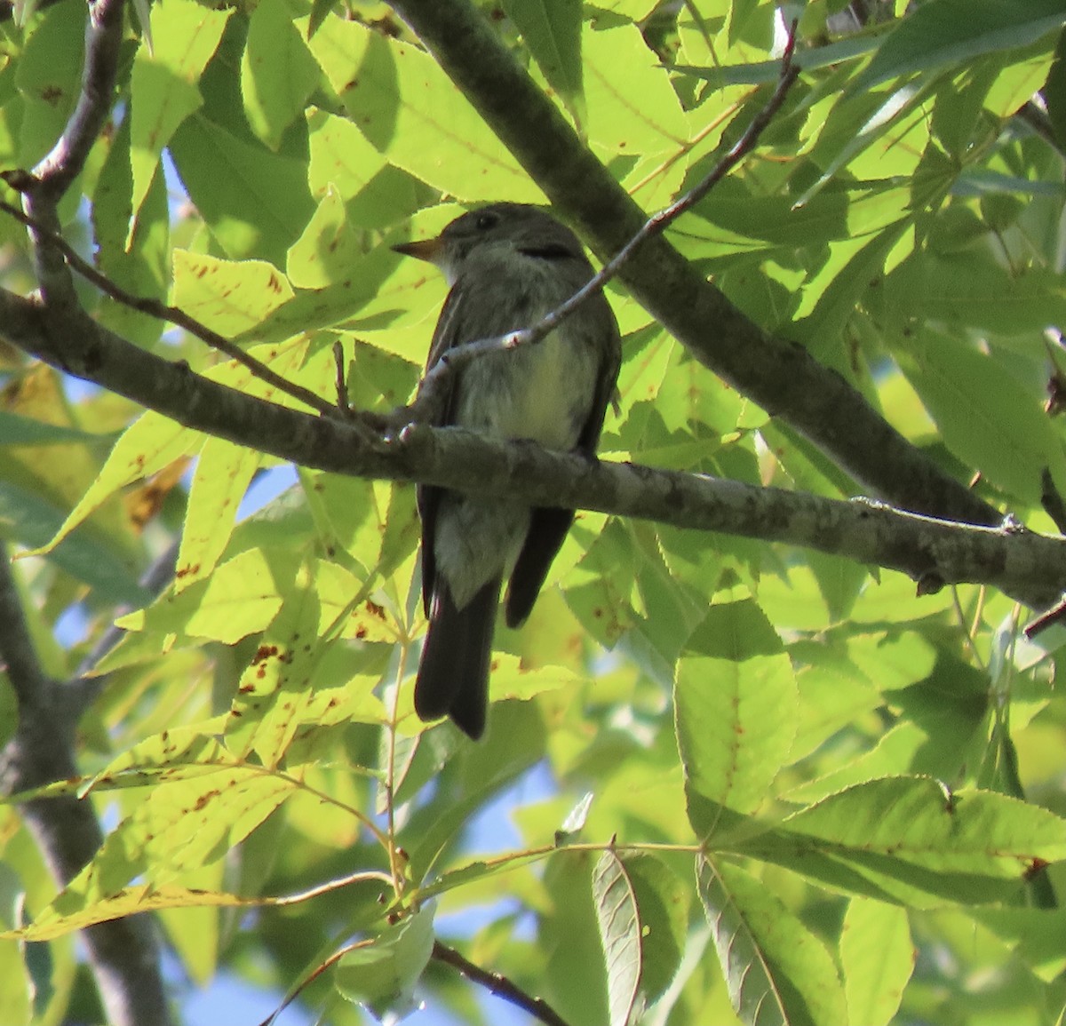 Eastern Wood-Pewee - ML609545520