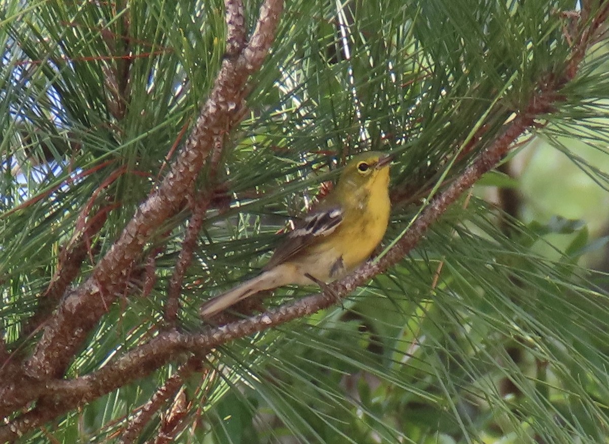 Pine Warbler - Claire Sullivan