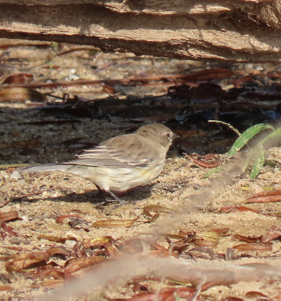 Yellow-rumped Warbler - ML609545574