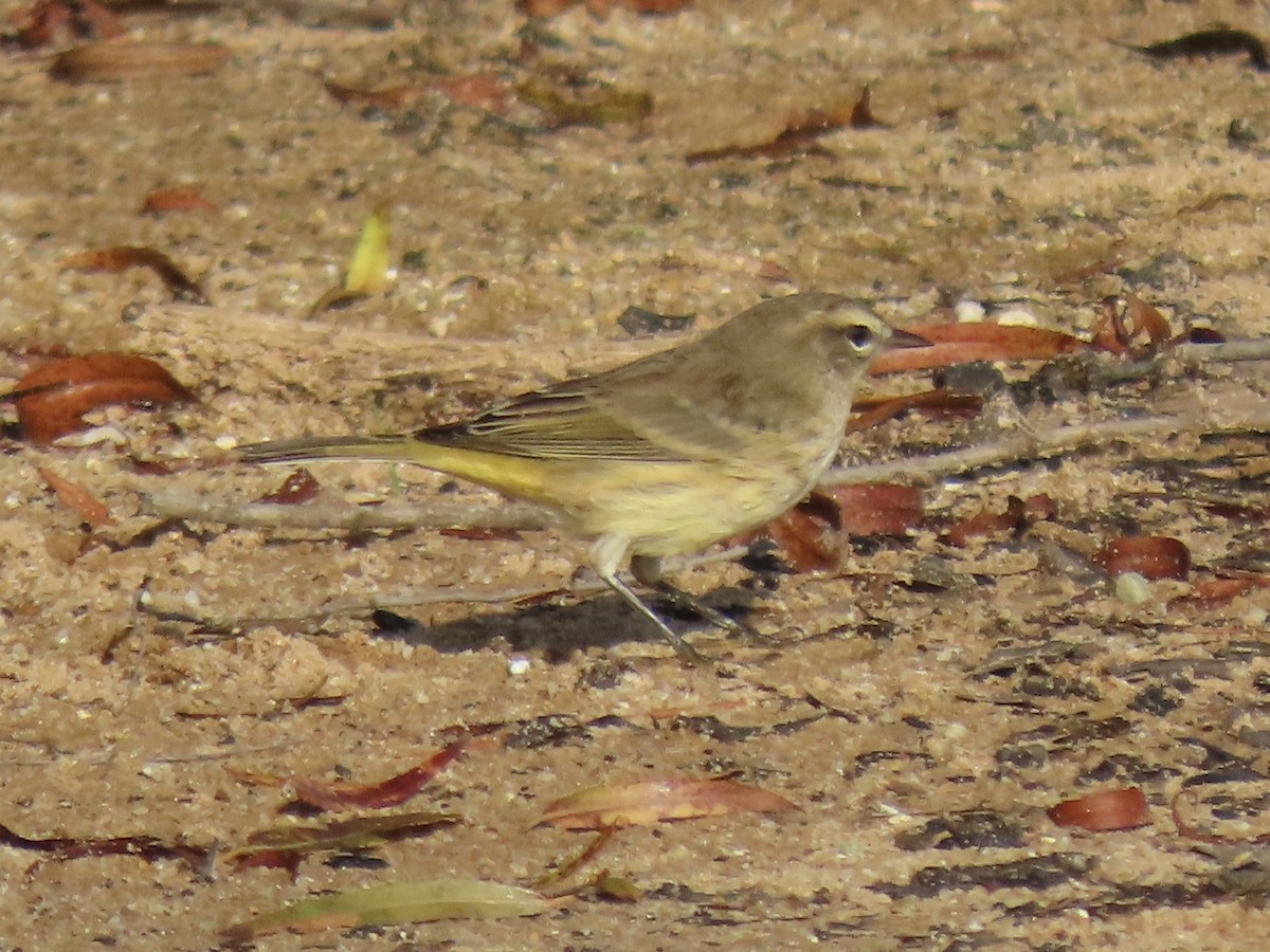 Palm Warbler - ML609545582