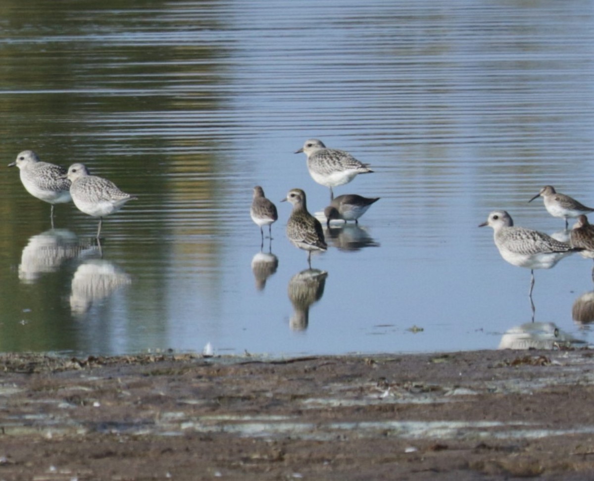 American Golden-Plover - ML609545784