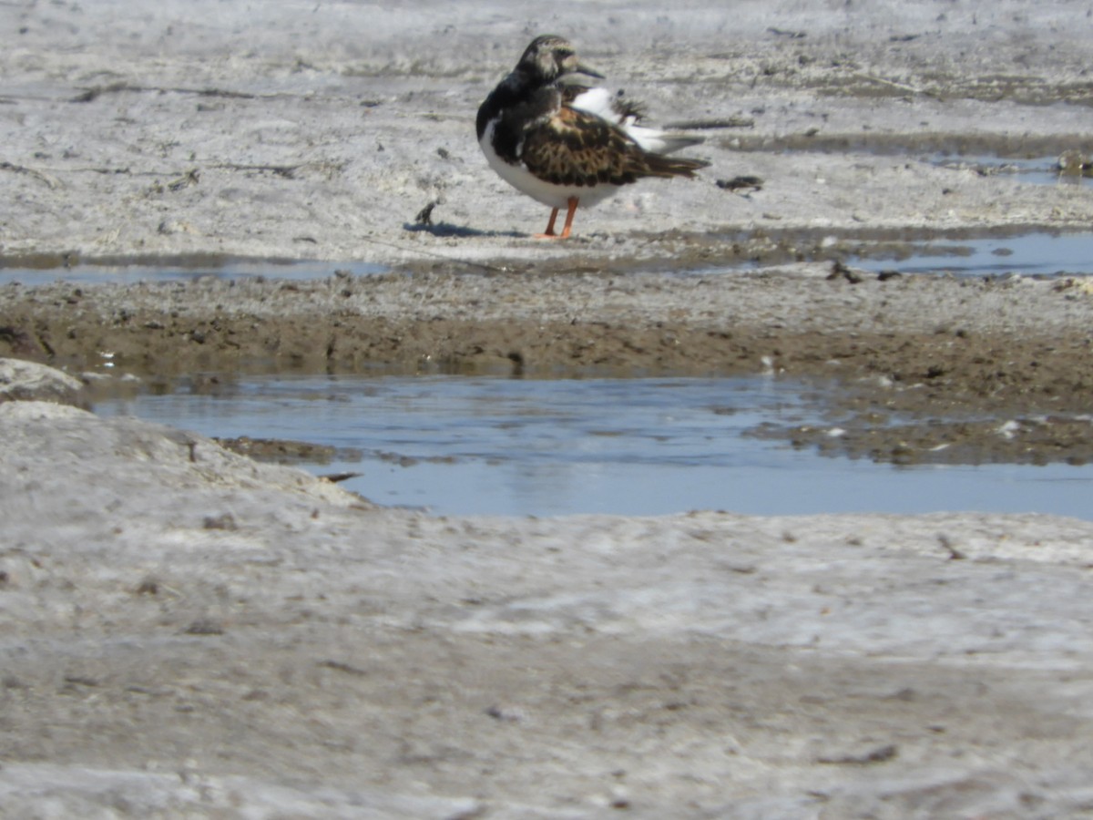 Ruddy Turnstone - ML609545808