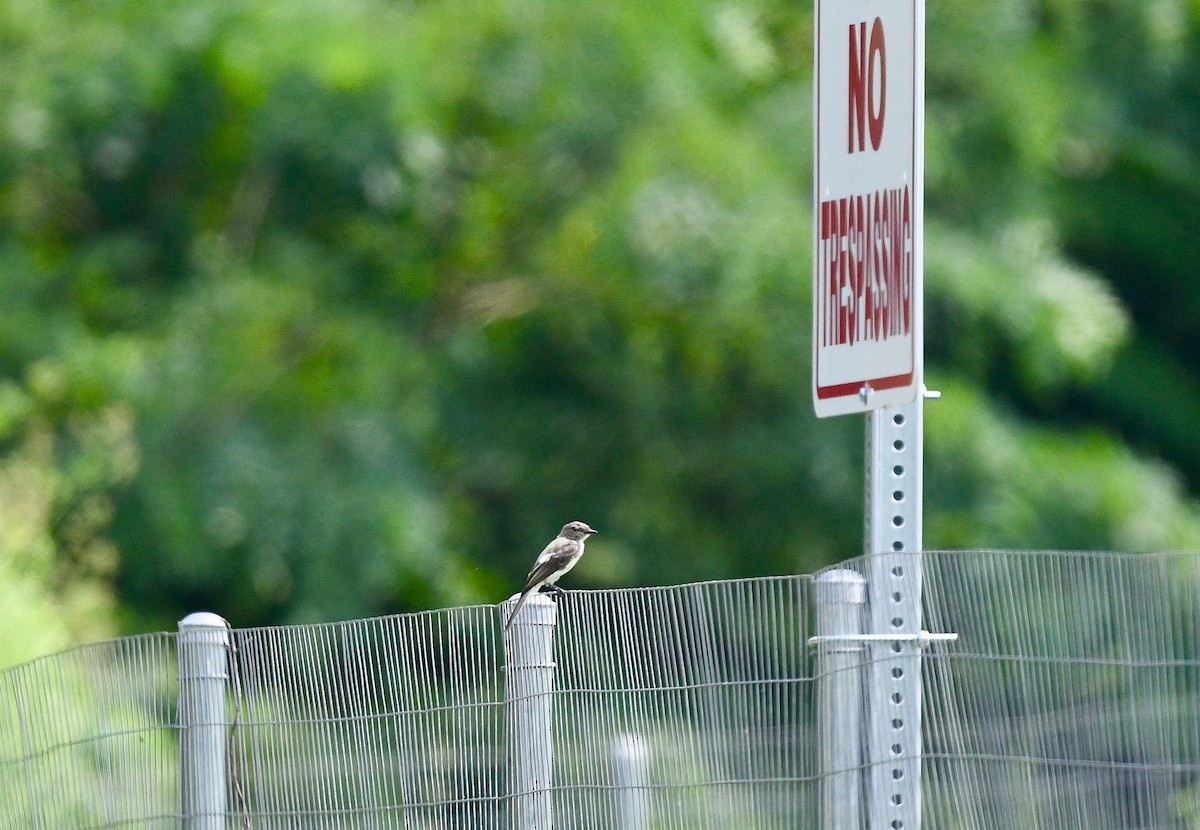 Eastern Phoebe - ML609545983