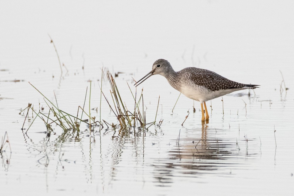 Greater Yellowlegs - ML609545990