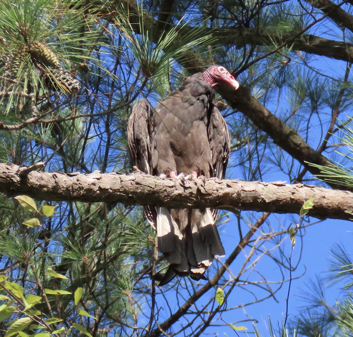 Turkey Vulture - ML609546047