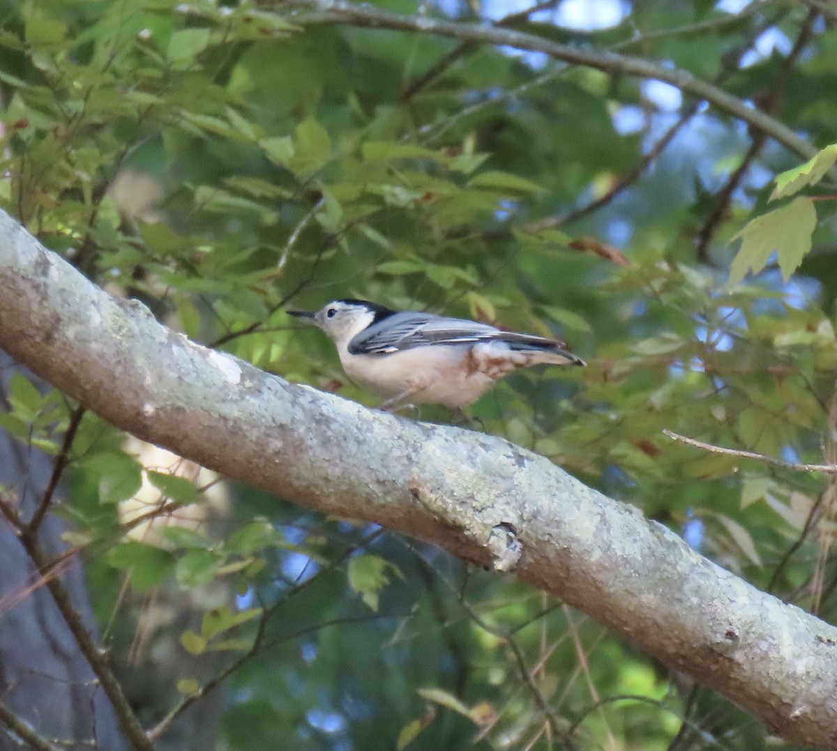 White-breasted Nuthatch - Claire Sullivan