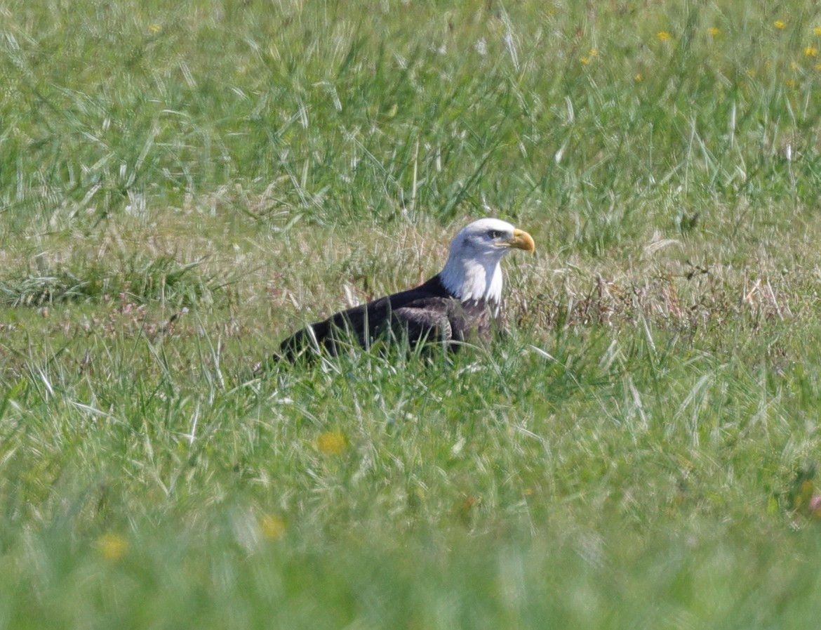 Bald Eagle - ML609546119