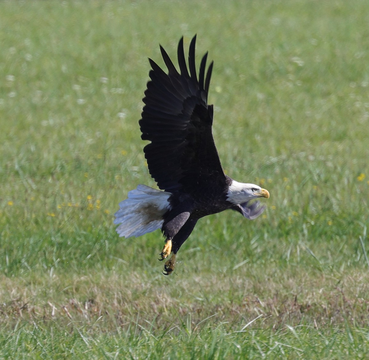 Bald Eagle - ML609546123