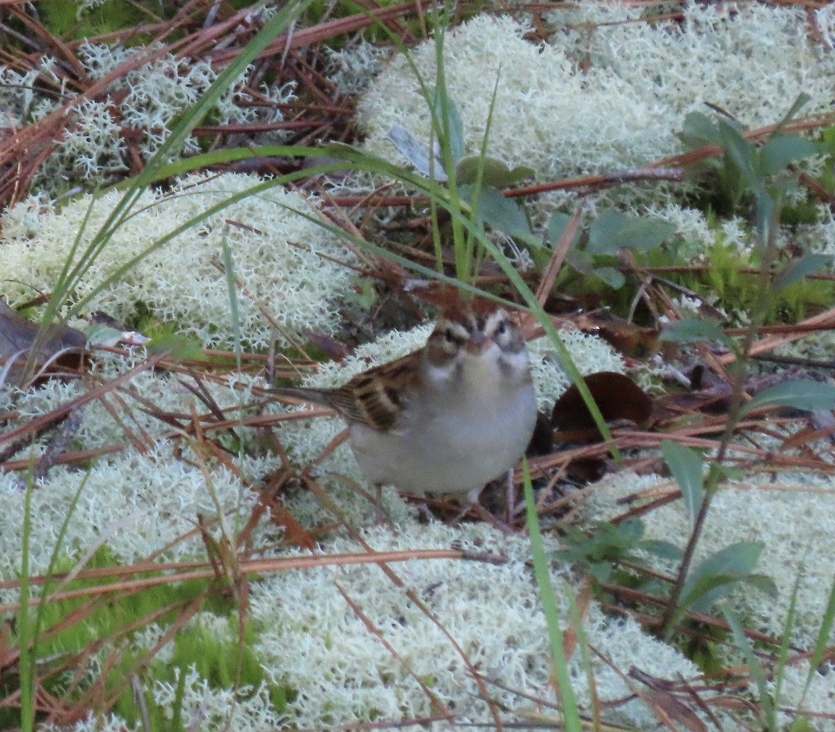 Chipping Sparrow - ML609546175
