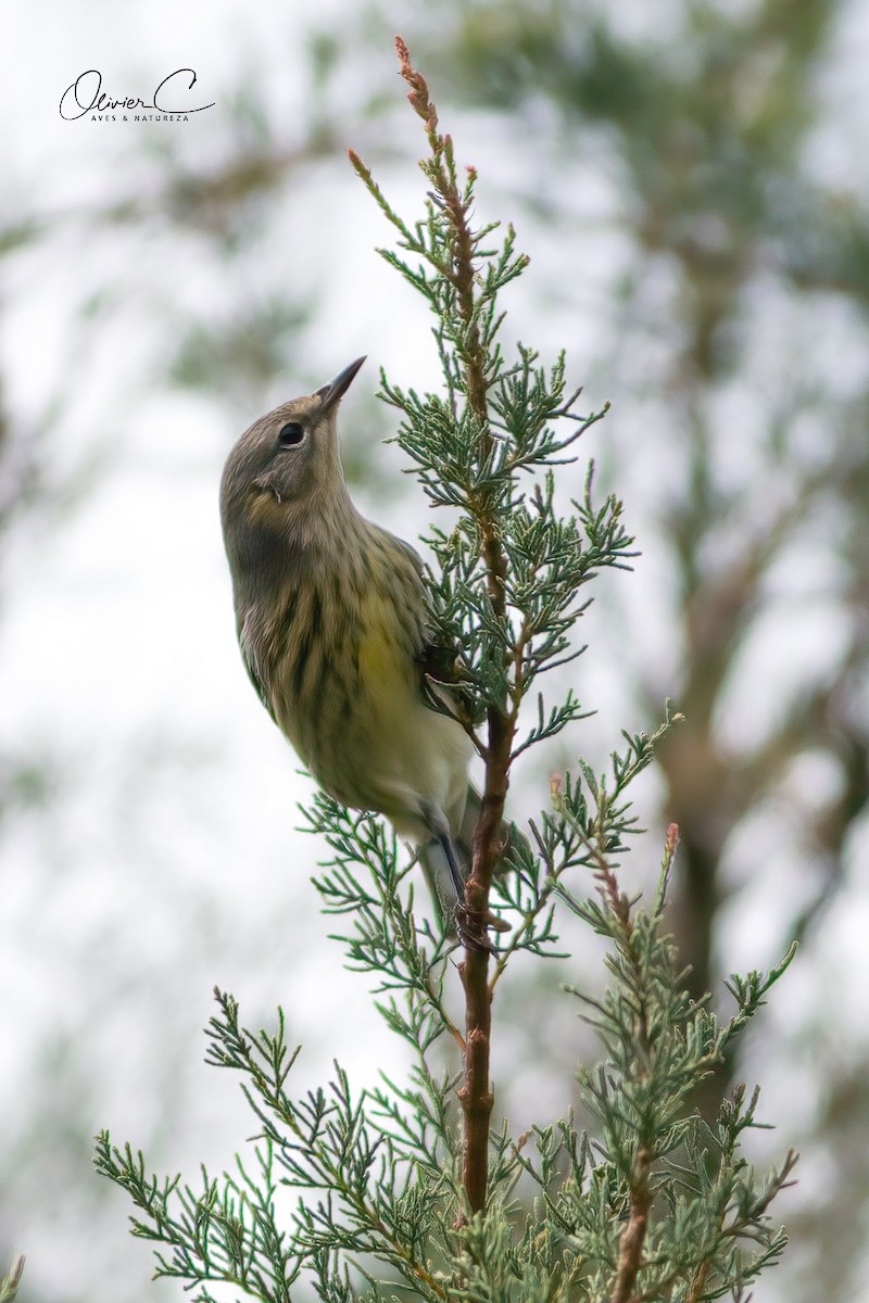 Cape May Warbler - Olivier Coucelos