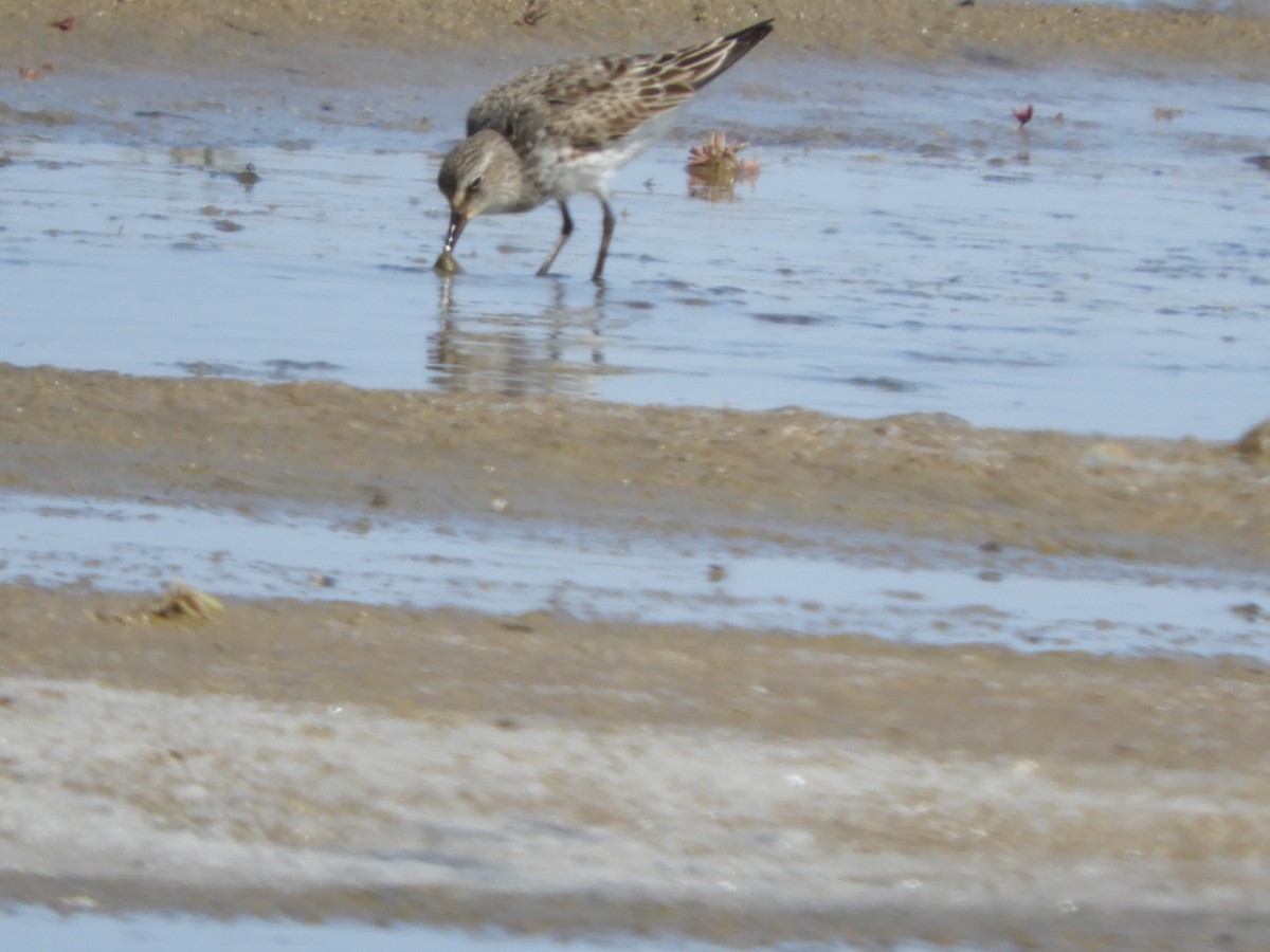 Weißbürzel-Strandläufer - ML609546298