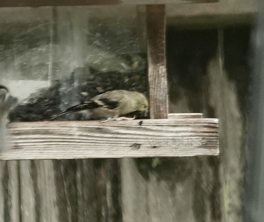 American Goldfinch - Shawneen Finnegan